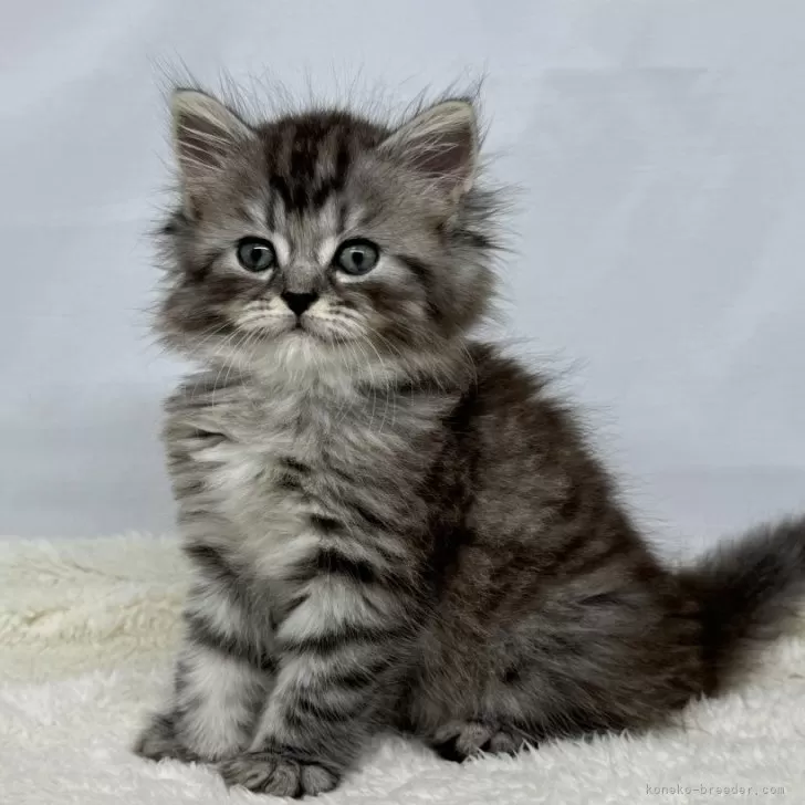 ID:2410-00956の子猫