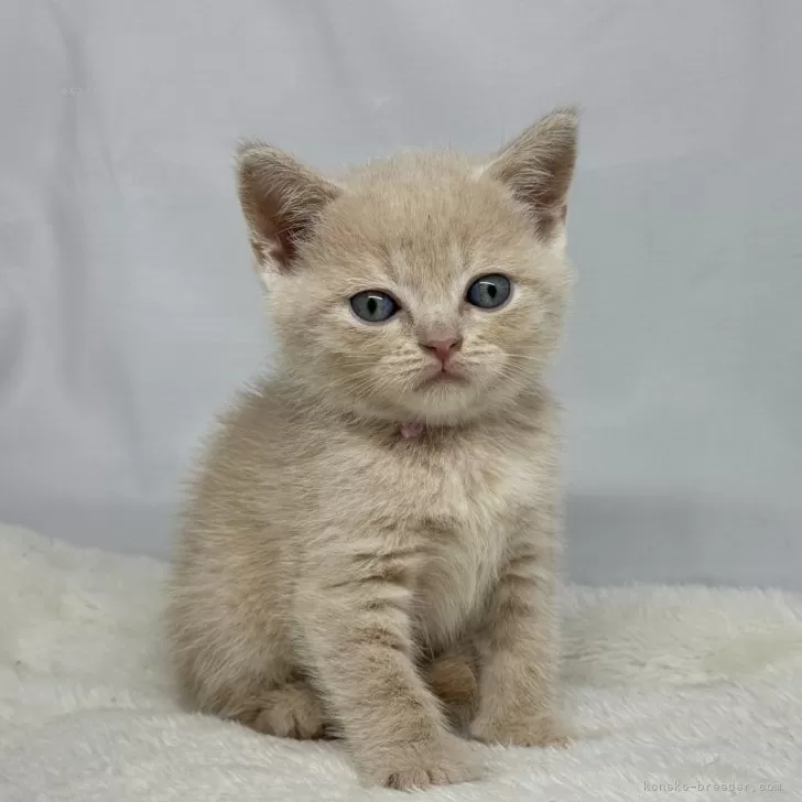 ID:2407-01370の子猫