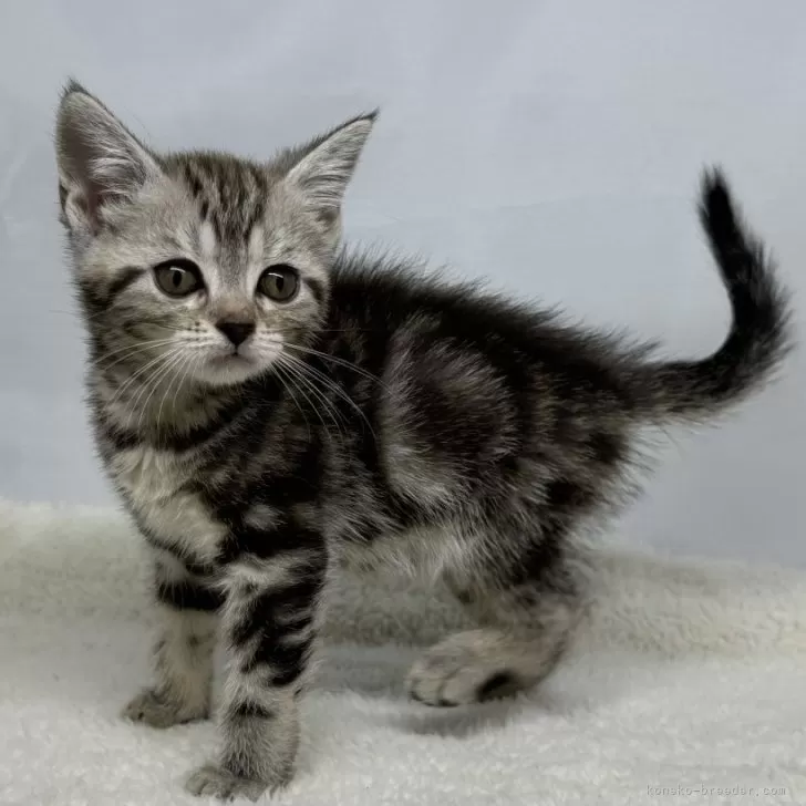 ID:2408-00964の子猫