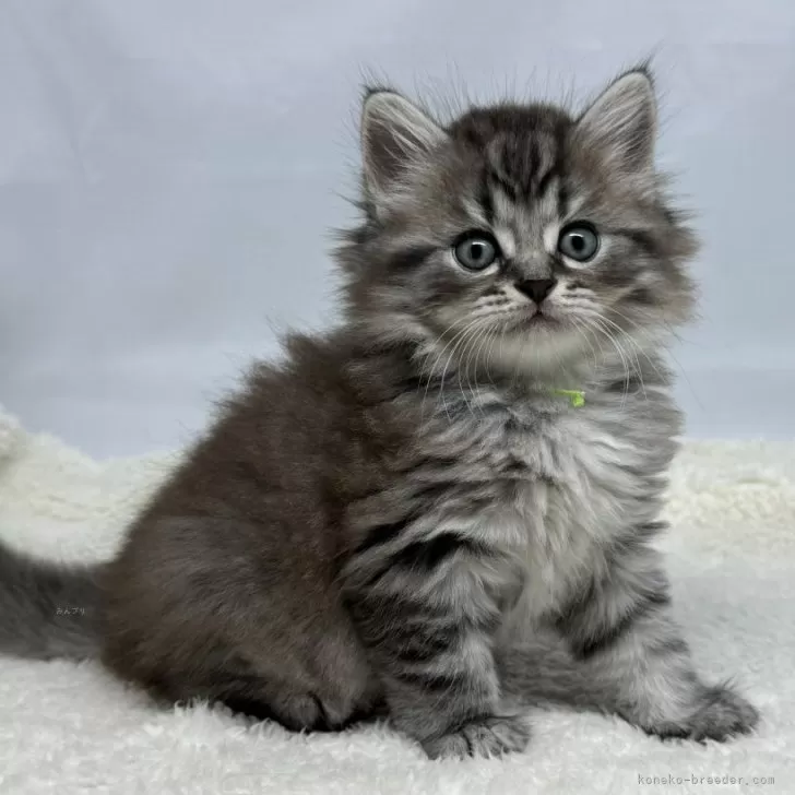 ID：2410-00955の子猫