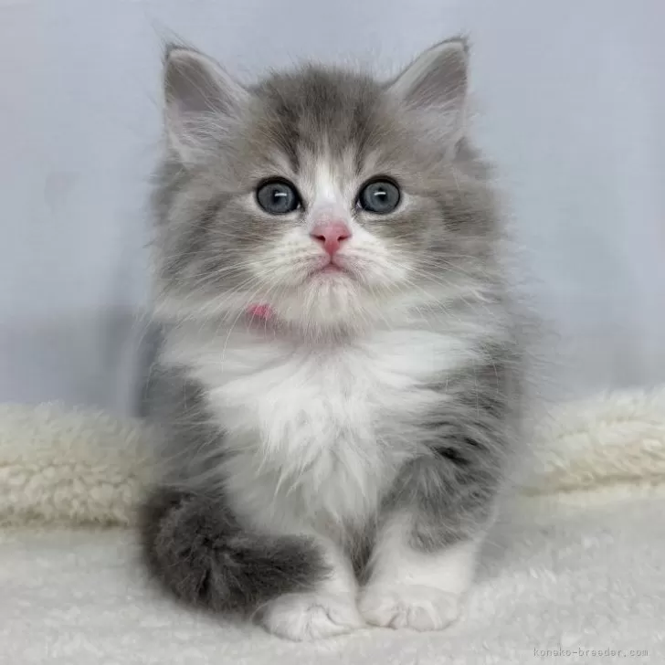 ID:2504-00306の子猫