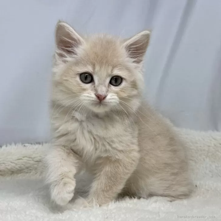 ID:2502-00451の子猫