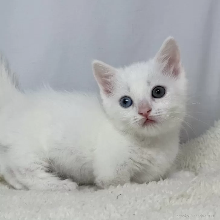 ID:2502-01296の子猫