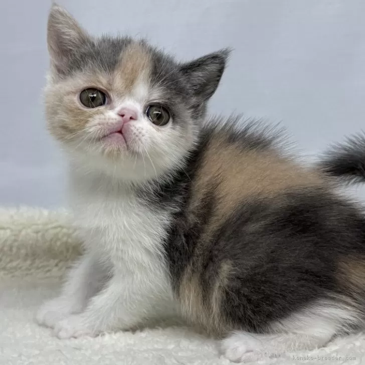 ID:2503-00819の子猫