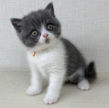 ブリティッシュショートヘア【神奈川県・女の子・2025年7月25日・ブルーホワイト】の写真「綺麗なハチワレちゃんです!!」