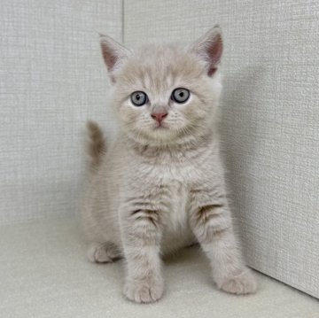 ブリティッシュショートヘア【神奈川県・男の子・2025年7月25日・クリームタビー】の写真「クリームの赤いお鼻がチャームポイントです!!」