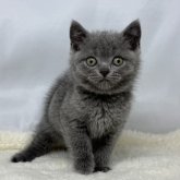 ブリティッシュショートヘア