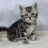 アメリカンショートヘア