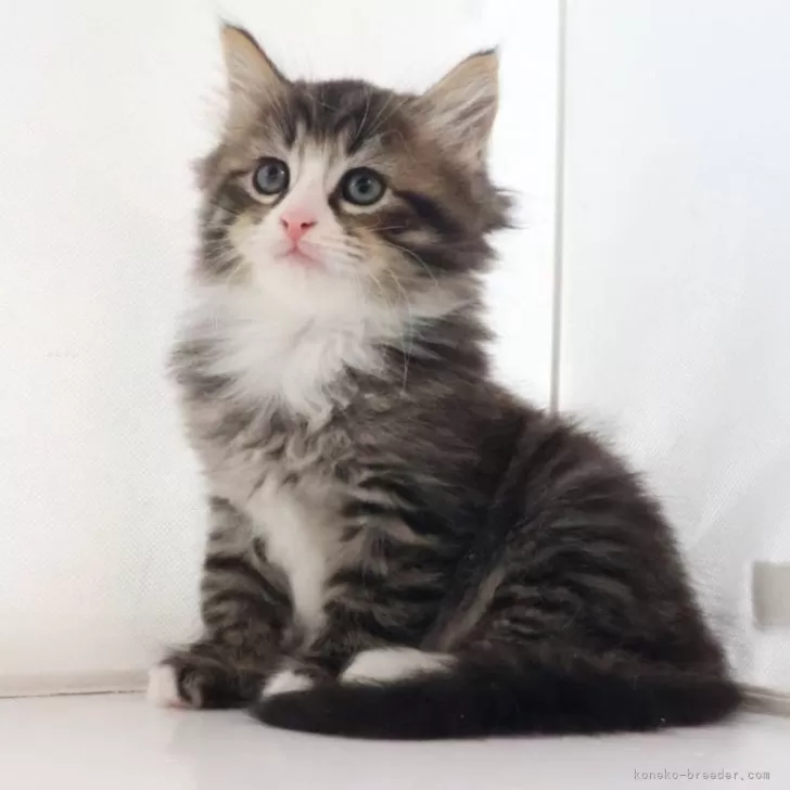 るみえる 様のお迎えした子猫