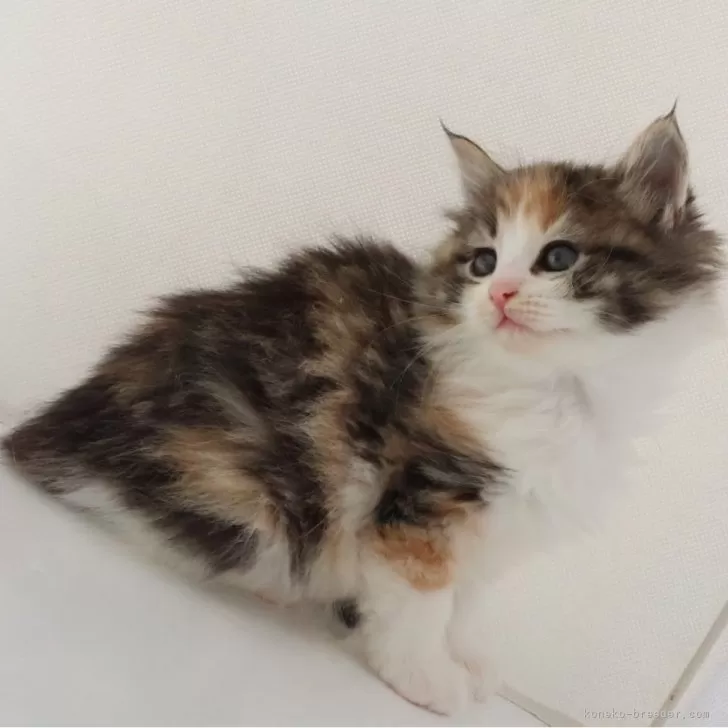 ID:2501-00754の子猫
