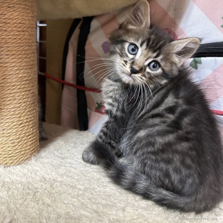 にゃんこ 様のお迎えした子猫