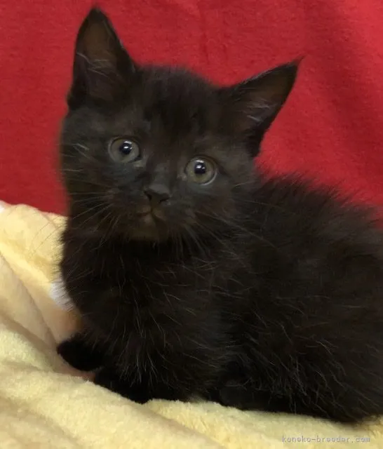 ID:2106-00438の子猫