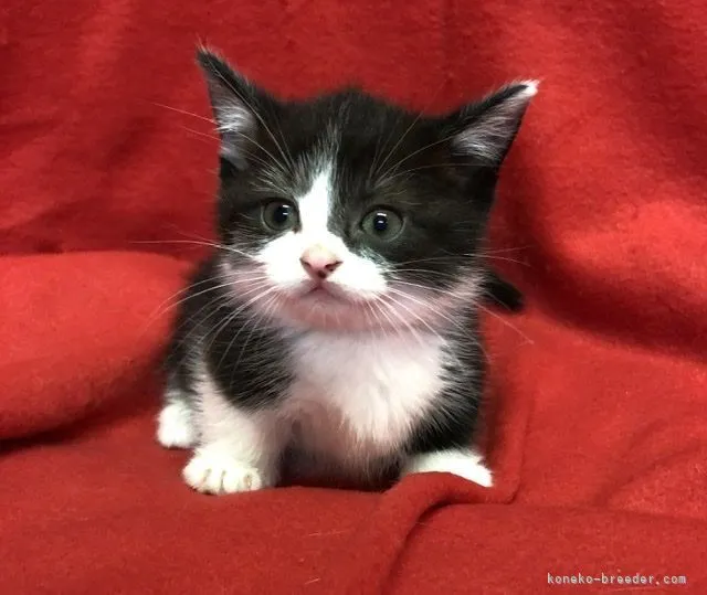 ID:2105-01665の子猫