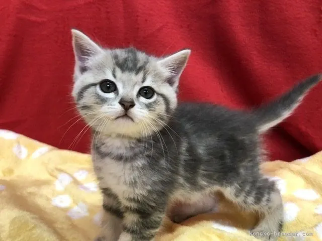 ID:2108-01252の子猫