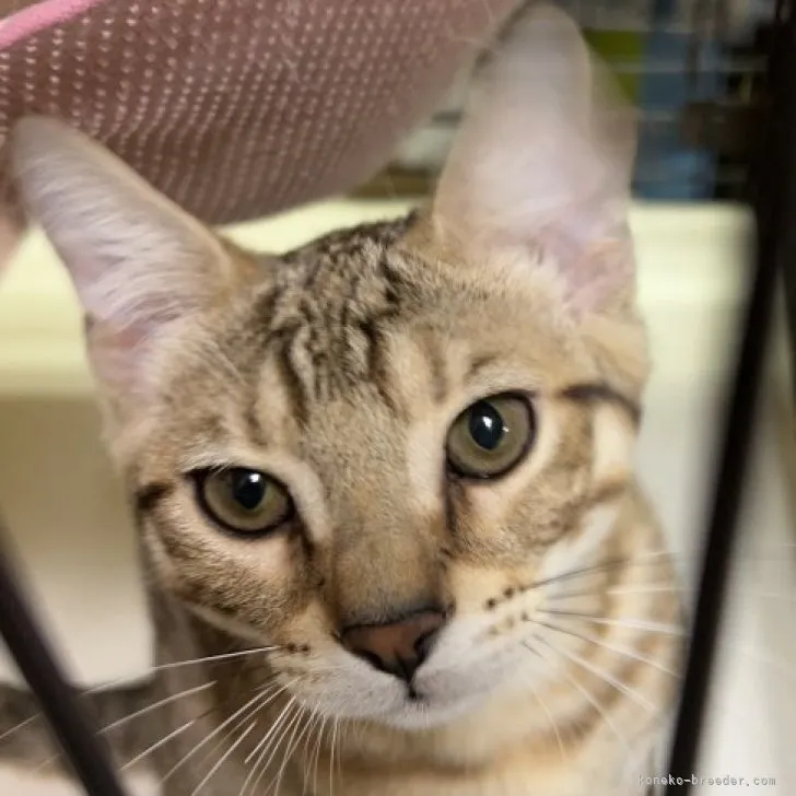 ID:2304-00182の子猫