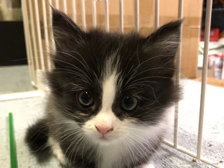 ID:2111-02447の子猫