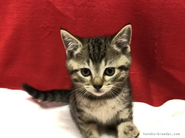 ID:2105-01650の子猫