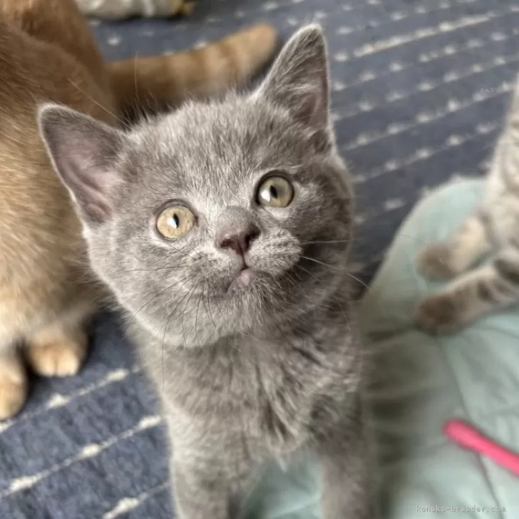 マンチカン 様のお迎えした子猫