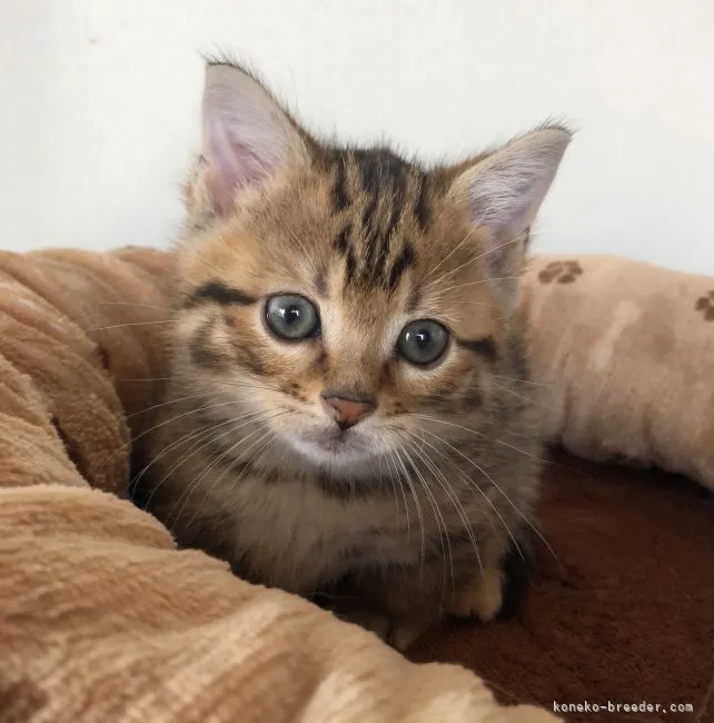ID:2104-00903の子猫