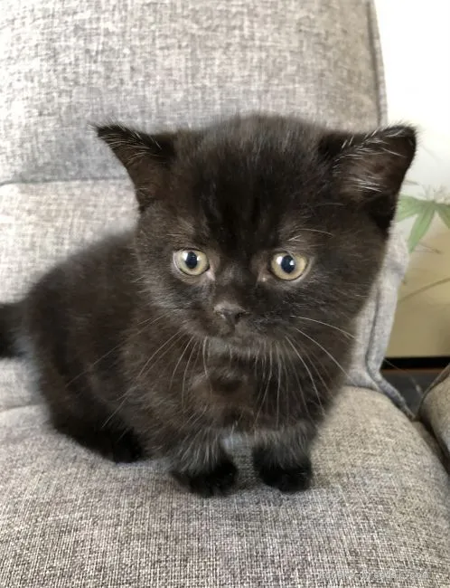 ID:2101-00074の子猫