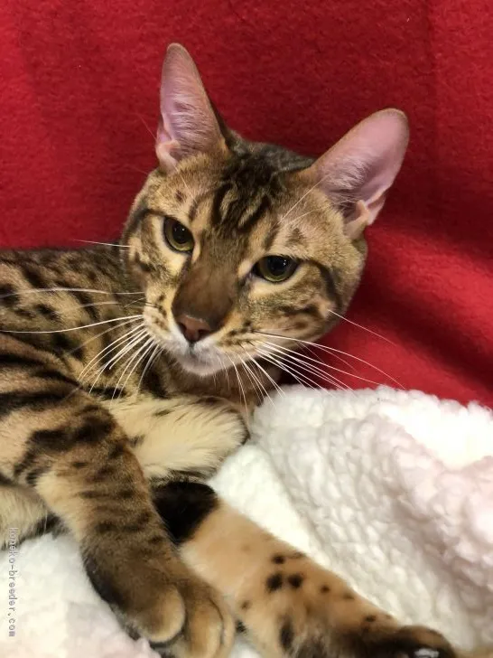 ID：2009-00820の子猫