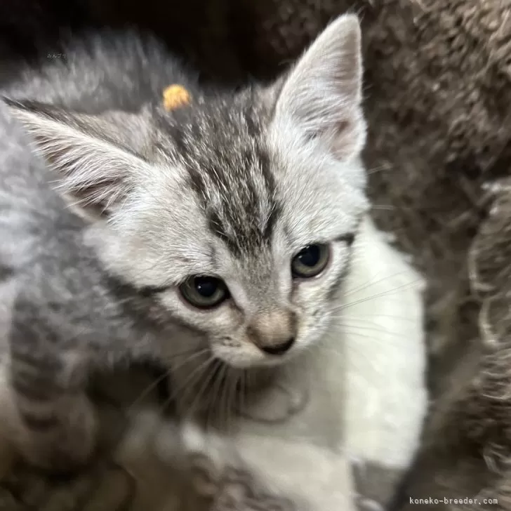 にゃんこ 様のお迎えした子猫