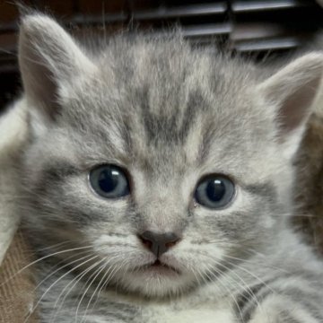 マンチカン(短足)【埼玉県・男の子・2024年5月3日・ブルータビー】の写真「モフもちしていて可愛いです」