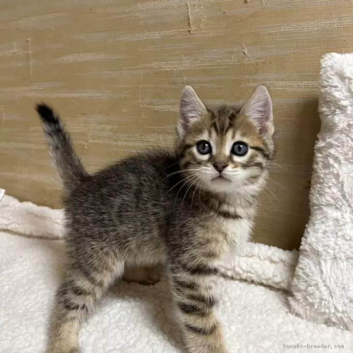 ID:2504-01305の子猫