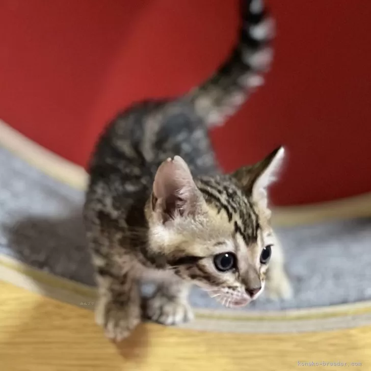 ID:2406-01262の子猫