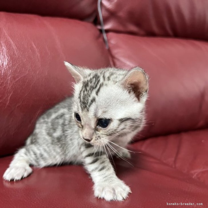 子猫をお迎えいただいたお客様の声(口コミ・評判)：香川県｜みんなの