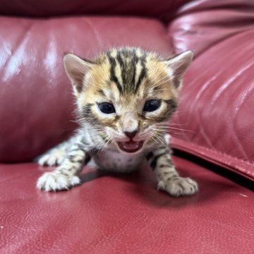 ベンガル【香川県・男の子・2025年1月1日・ブラウン スポテッド タビー】の写真「将来有望(ฅ^･ω･^ ฅ)」