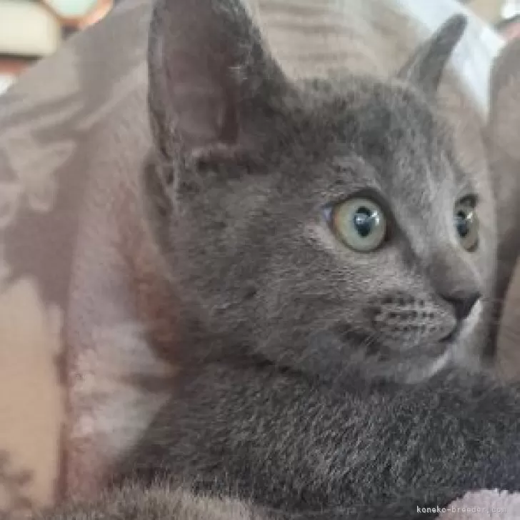 ID:2502-01501の子猫