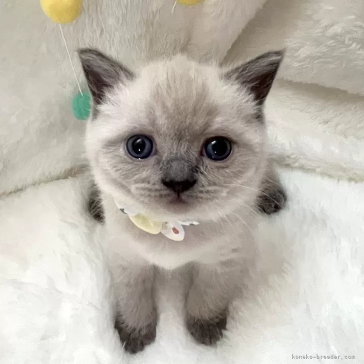 ID：2404-02782の子猫