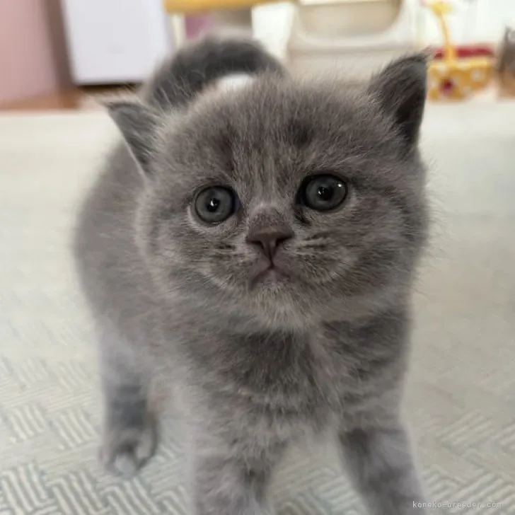 はなこ 様のお迎えした子猫