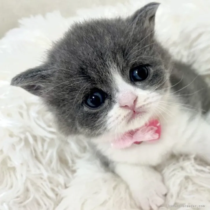 ID:2307-01481の子猫