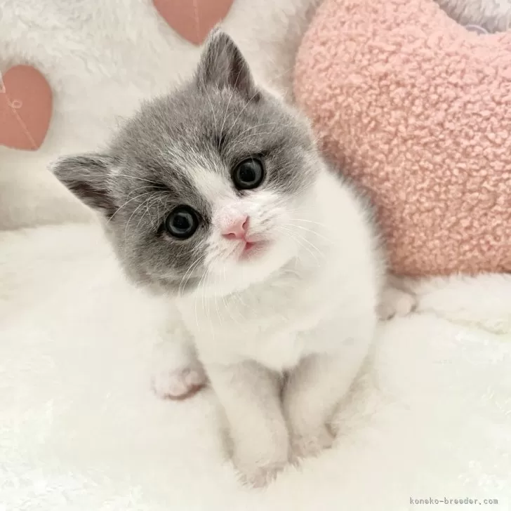 ID:2402-00713の子猫