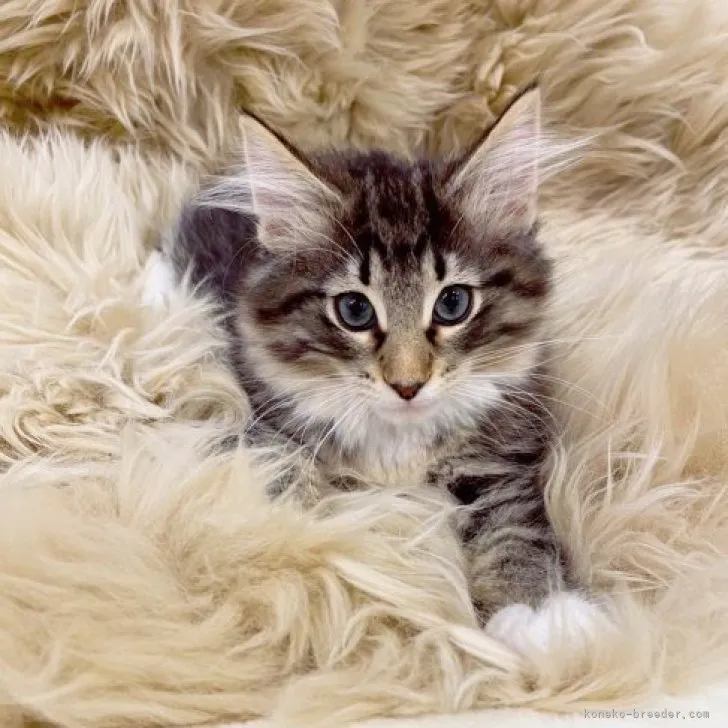 ID:2303-03025の子猫