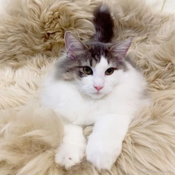 ID:2210-00346の子猫
