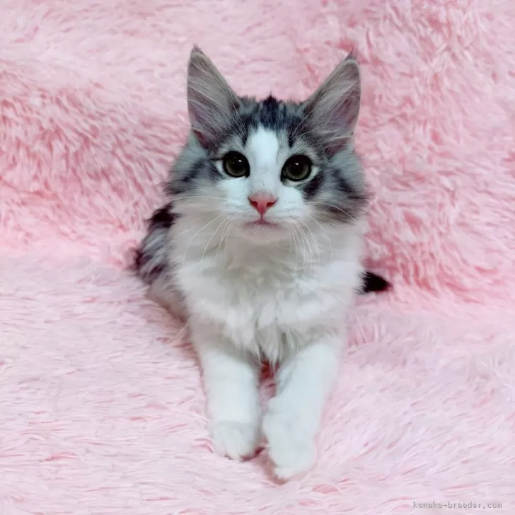ID:2501-02499の子猫
