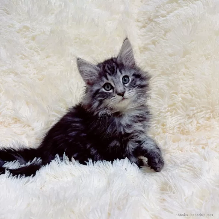 ID:2501-02502の子猫