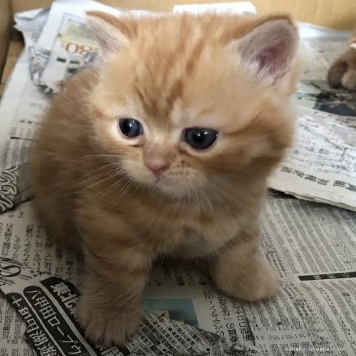 ID：2304-01083の子猫