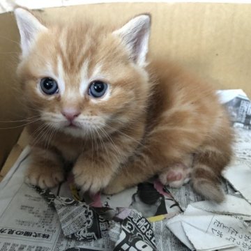 マンチカン(短足)【茨城県・男の子・2023年3月3日・レッドタビー】の写真「短足の男の子、離乳食始めました。」