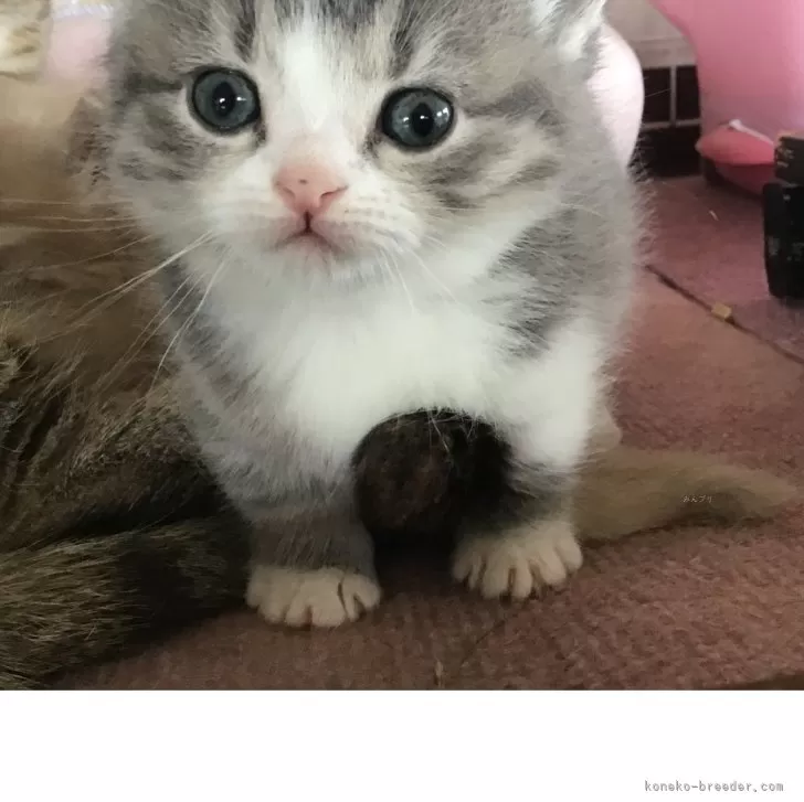 ID:2503-00788の子猫