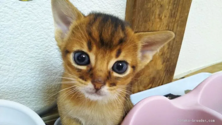 ID:1912-01238の子猫