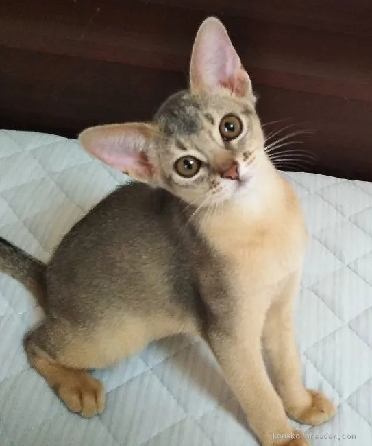 ID:1908-00365の子猫