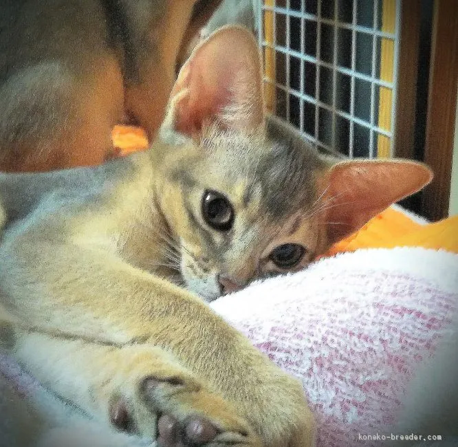 ID:1908-00364の子猫