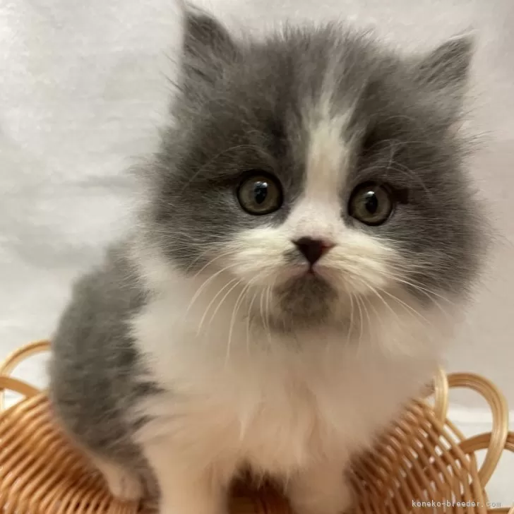 ID:2412-00348の子猫