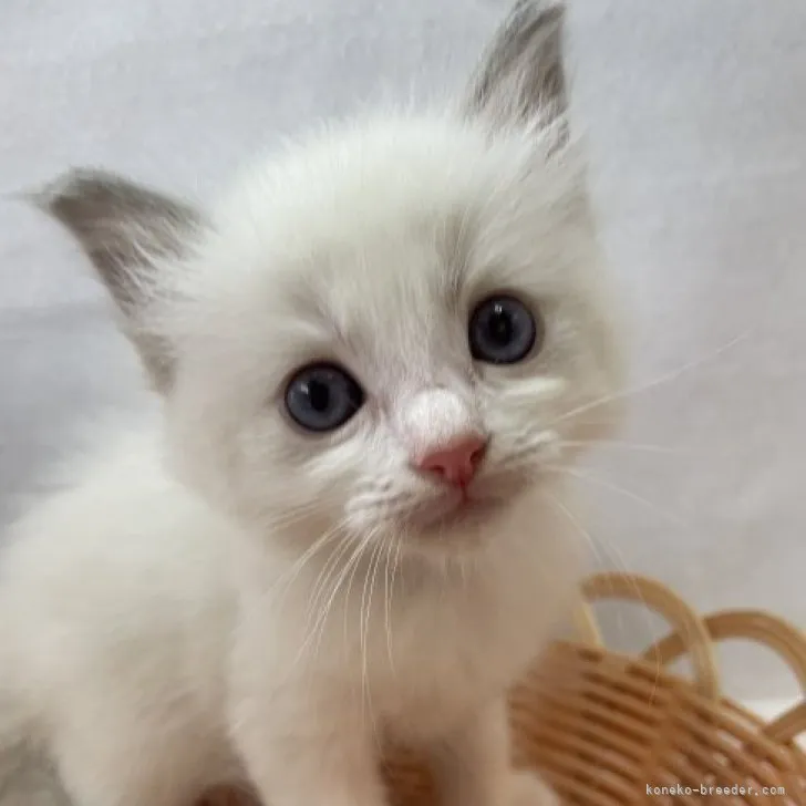 ID:2308-01008の子猫