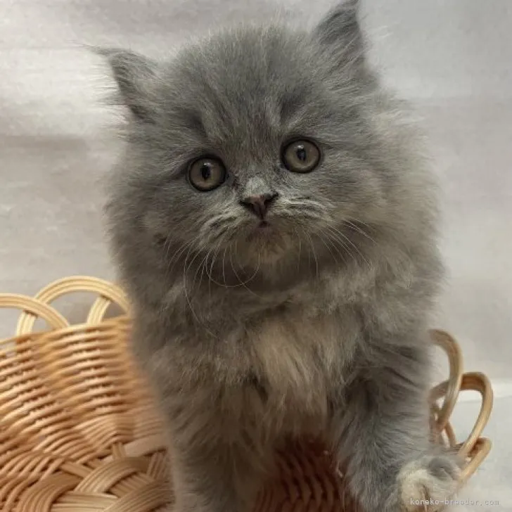 ID:2310-01832の子猫