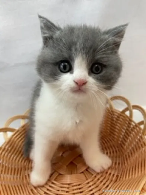 ID:2305-02459の子猫